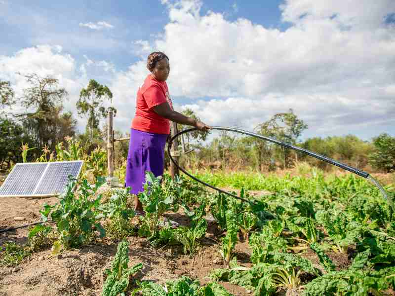 A farm that adopted agrosolar